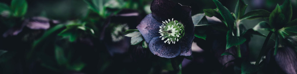 "Lenten devotional" church event banner featuring dark purple hellebore flowers with green foliage on dark background