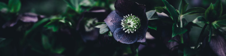 "Lenten devotional" church event banner featuring dark purple hellebore flowers with green foliage on dark background