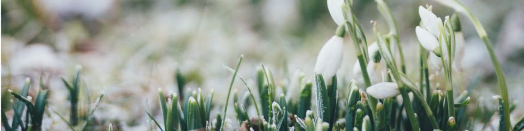 Website banner featuring white snowdrop flowers with green stems in snow, symbolizing Holy Week and spring renewal.
