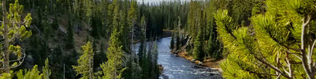 Forest landscape with dense evergreen and pine trees surrounding a blue flowing river or stream, depicting natural wilderness scenery.