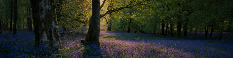 Memorial Service graphic showing peaceful forest scene with blue flowering plants (bluebells) covering the ground beneath tall trees with green canopy.