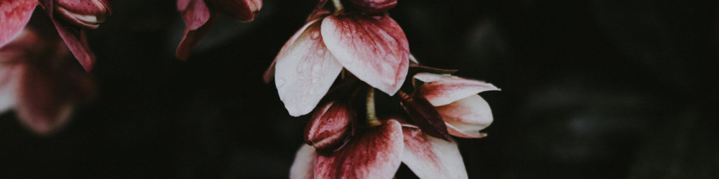 Close-up photograph of pink and white flowers with red stamens against dark background, suitable for a Lenten devotional theme.