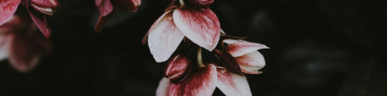 Close-up photograph of pink and white flowers with red stamens against dark background, suitable for a Lenten devotional theme.