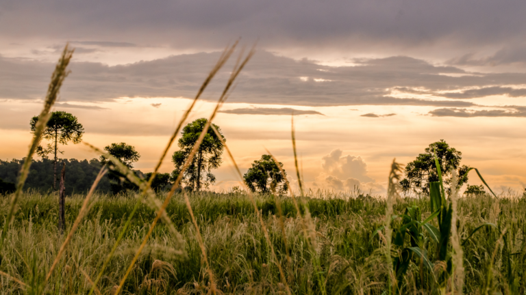 Golden sunset over a field of grain with trees in the distance against a cloudy sky