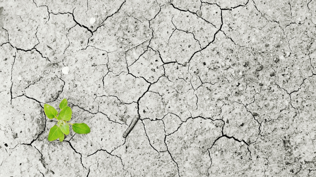 Climate crisis concept image showing a small green plant sprouting from cracked, dry earth