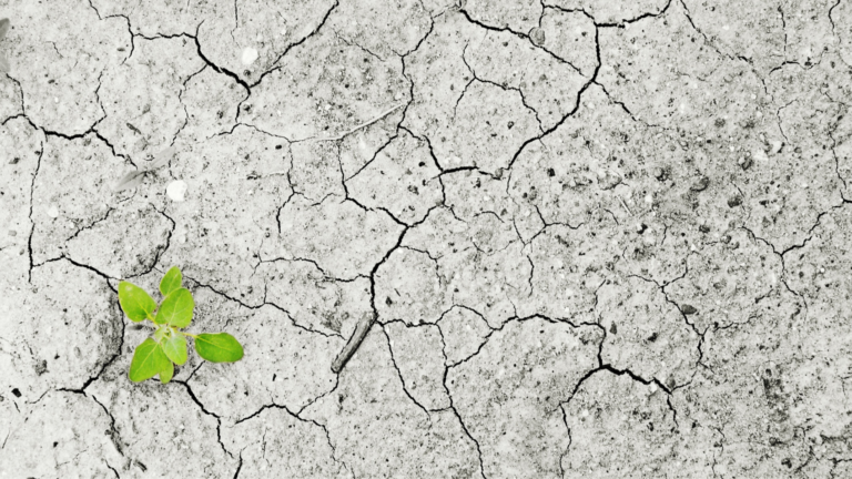 Climate crisis concept image showing a small green plant sprouting from cracked, dry earth