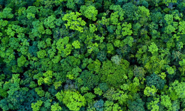 Aerial overhead view of dense, lush green forest canopy with varied shades of green foliage.
