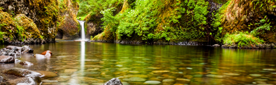 Scenic forest stream and vegetation landscape; bulletin banner for First Church Seattle.