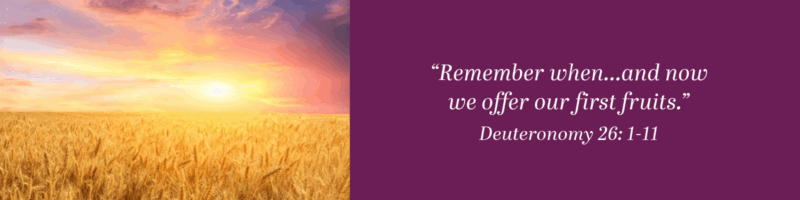 Stewardship pledge card front featuring a golden wheat field at sunset on the left and a purple panel on the right with the text 'Remember when...and now we offer our first fruits.' and 'Deuteronomy 26:1-11'