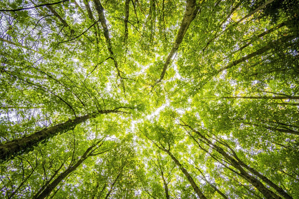 Looking straight up through a bright green forest canopy, with tall trunks radiating out toward the sky.