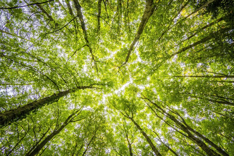 Looking straight up through a bright green forest canopy, with tall trunks radiating out toward the sky.