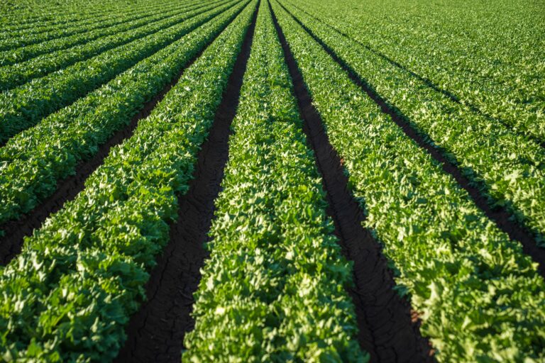 Long orderly rows of green lettuce growing in dark soil under a clear sky.