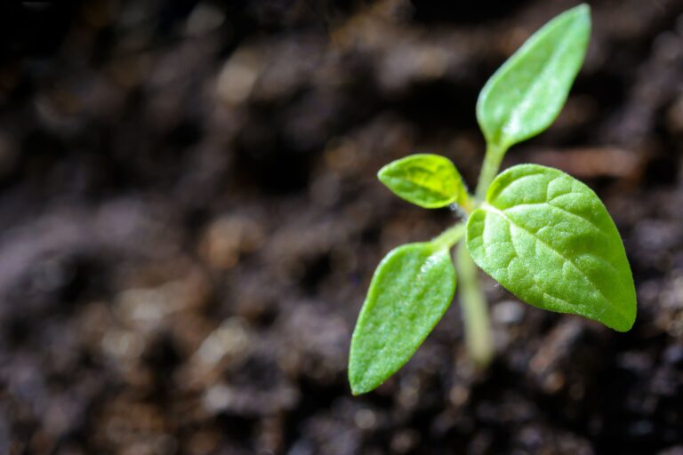 A young green seedling with two open leaves emerging from dark, rich soil.