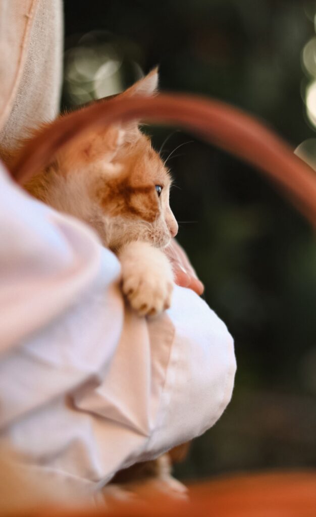 Adorable ginger kitten resting in a soft, cozy environment. Ideal for pet lovers.