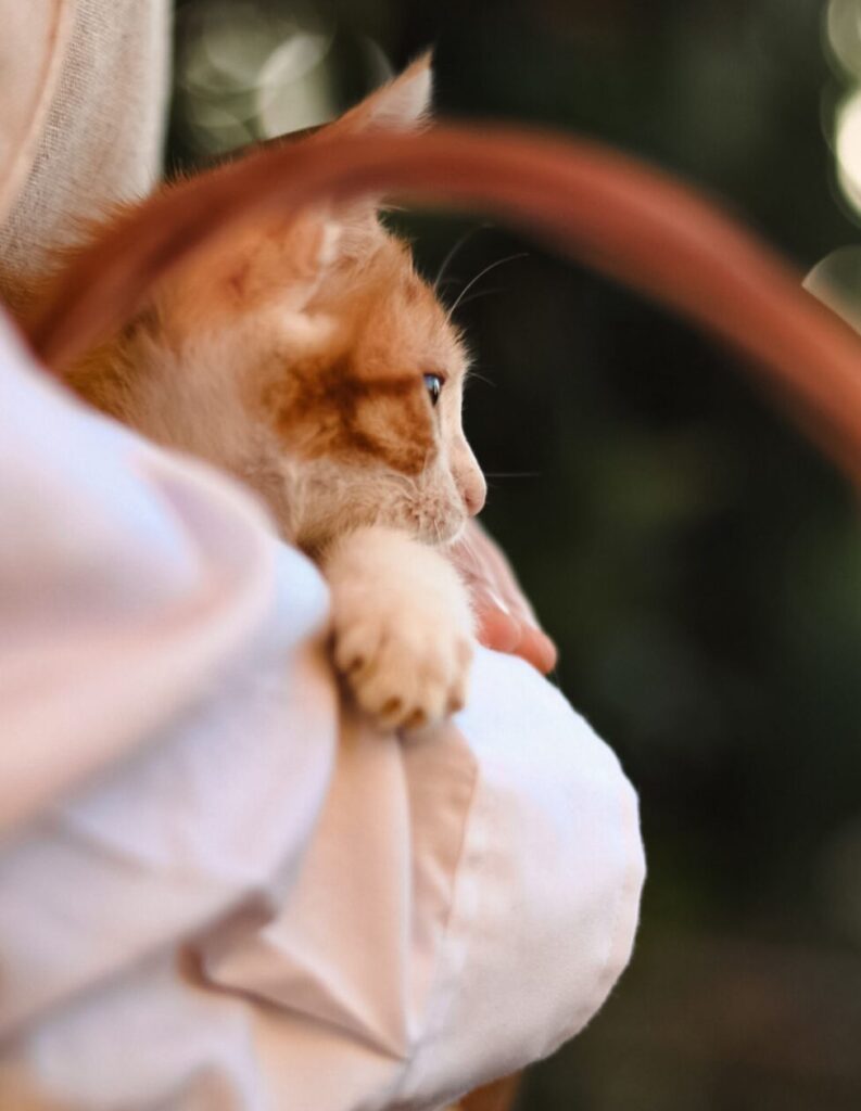 Adorable ginger kitten resting in a soft, cozy environment. Ideal for pet lovers.