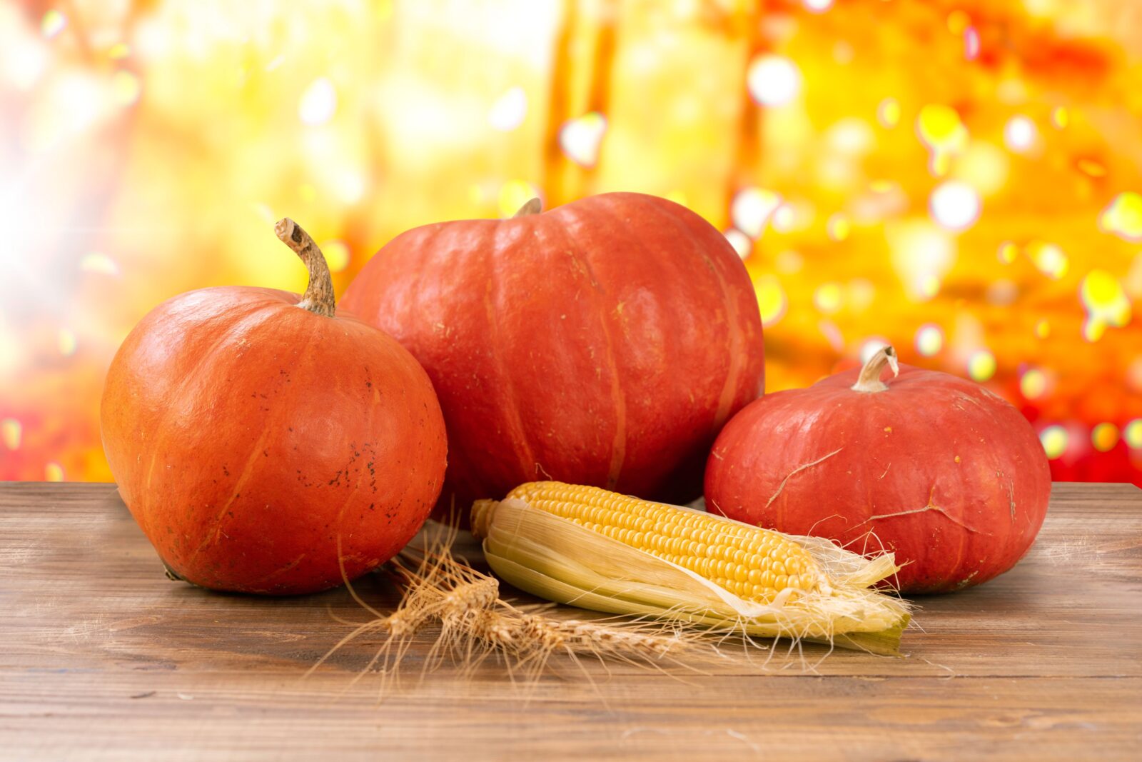 Fall Fun at Stocker Farms